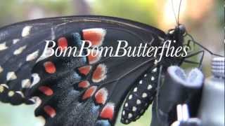 BomBom Butterflies