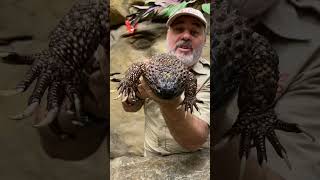 Giant Venomous Lizard 😳 #shorts #animals #reptile #lizard #venom #venomous by Prehistoric Pets TV