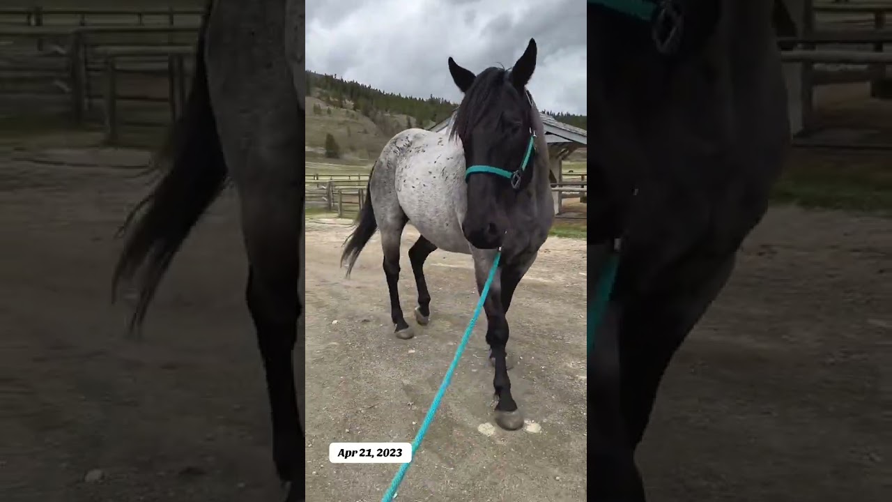 This was such a terrifying experience- he’s such a brave boy! 😂#horsethings #horses #lifewithhorses