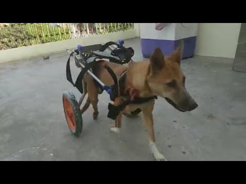 Gilla got a new life Mintbowl dog wheelchairs India 9979035679
