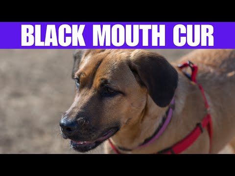 Conheça o Black Mouth Cur Um Companheiro Canino Versátil