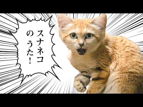 スナネコのうた（Sand cat song）Official MV