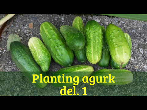 , title : '10. Planting agurk del.1'