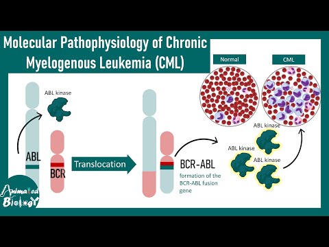 BCR-ABL Translocation in CML | Pathogenesis & Molecular Basis | Animated biology with Arpan