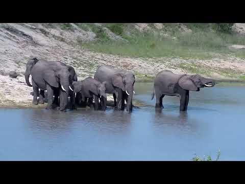 Djuma: Elephant herd - 16:02 - 12/27/2022