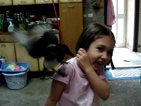 28 05 2008 SIMONA GAZZA LADRA CHE DA UN MORSO NELL'OCCHIO AD UNA BAMBINA