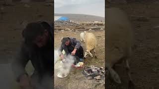 The sheep steals the shepherd&#39;s food#shorts #asmr #bestoddlysatisfying#youtubeshorts #mobilegame
