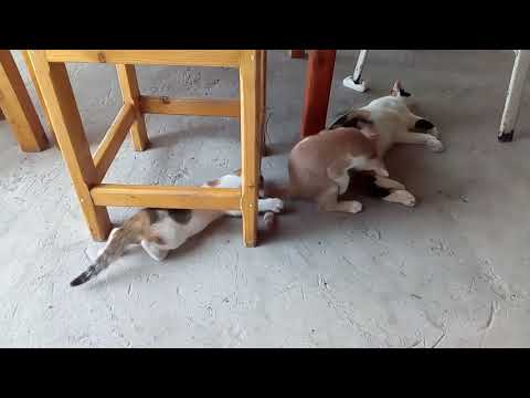 Kitties play / Gypsy Bar, Koh Phayam Thailamd