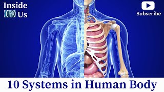 Human Organ Systems Anatomy | 10 Systems in Human Body 3D Animation Video