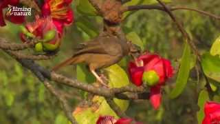 preview picture of video 'Birds of India - Silk cotton tree YouTube sharing'
