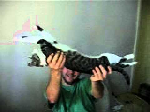 Nahla the cat, the awakening part I