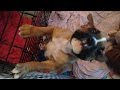 Adorable Boxer Puppy Sings Along To A Violin