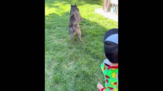 Video preview image #1 Siberian Husky-Unknown Mix Puppy For Sale in Corona, CA, USA