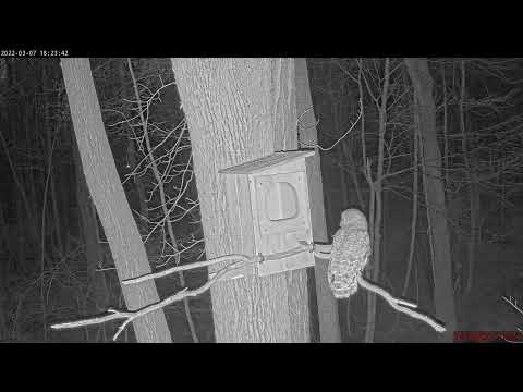 Mom catches a Frog | Barred Owl Cam | March 7, 2022