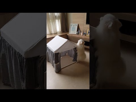 download lagu mp3 mp4 Doggylicious, download lagu Doggylicious gratis, unduh video klip Doggylicious