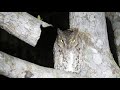 Oriental Scops Owl