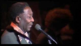 Muddy Waters - "Mannish Boy" - LIVE - '76 - HQ