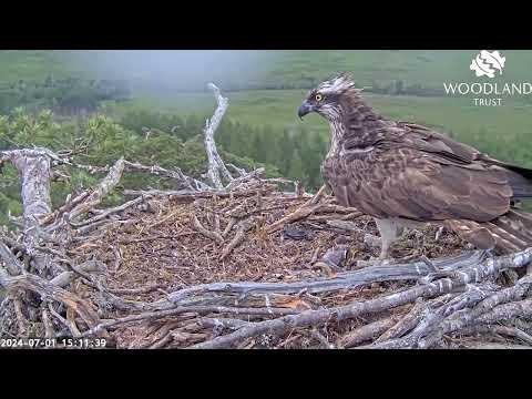 Dorcha returns after the Loch Arkaig Osprey chicks have been removed, but can't settle 1 Jul 2024