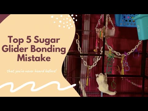 5 Sugar Glider Bonding Mistakes| How to Bond with Gliders| Glider Taming| My Pawfect Family