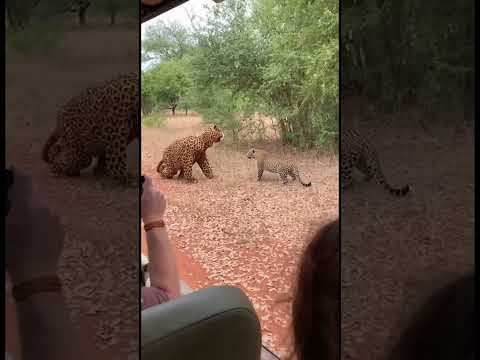 What Happens When a Leopard Sees a Fake Leopard Safari Tourists Capture the Moment! #wildlife