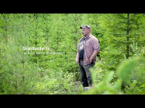 Metsä vastaa -tietopaketti - Taimikonhoito - Osa 2/8