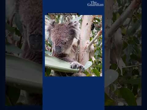 Photographer gives a koala a drink on a hot day in the Adelaide Hills #koala #adelaide #shorts