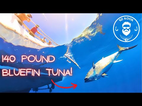 Bluefin Tuna Fishing for GIANTS in San Diego California | Tribute Sportfishing | Seaforth Landing