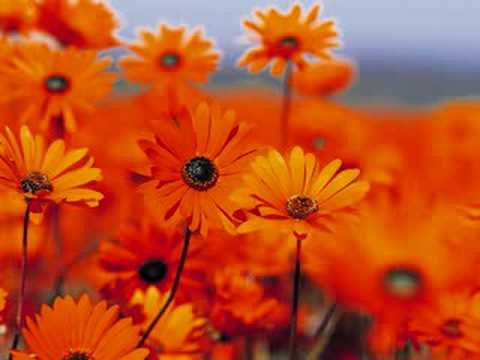 Caater f. Hanna Pruuli - Blinded