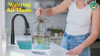 How to Water Air Plants? How Do You Water Air Plants? How Do I Water an Air Plant? Air Plant Care