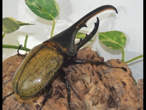 Dynastes Hercules Hercules zu Besuch