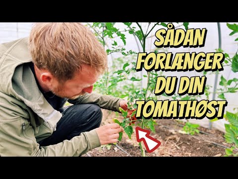 , title : 'FÅ DIN TOMATPLANTE TIL AT LEVE LÆNGERE MED DETTE LILLE TRICK'