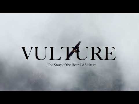 VULTURE — The Story of the Bearded Vulture