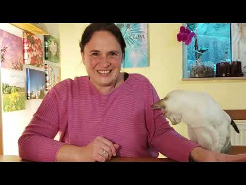 Weekly message November 2nd – November 9th 🌟 Your journey to yourself – NOW to HAPPINESS 🍀 and ST...