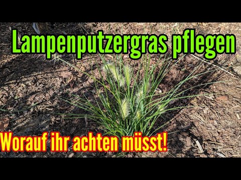 Lampenputzergras pflegen Standort gießen düngen schneiden vermehren Federborstengras Pennisetum