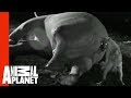 Hyena Sticks Head In Elephant's Butt | Eating ...
