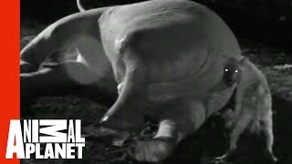 Hyena Sticks Head In Elephant's Butt | Eating Giants: Elephant