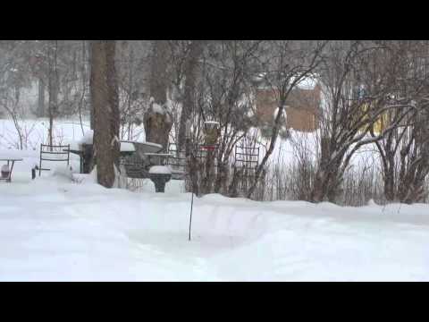 A flock of Purple Finches at our feeder...