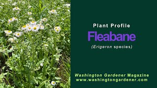 Fleabane Plant Profile
