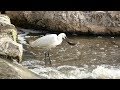 Frustrated Little Egret Birds Of Israel לבנית קטנה מתוסכלת ציפורי ישראל