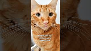 cuando me enfado con él.  #gatos #sayapo_cats #michis #cat #michistiernos #gato #catlover #pets