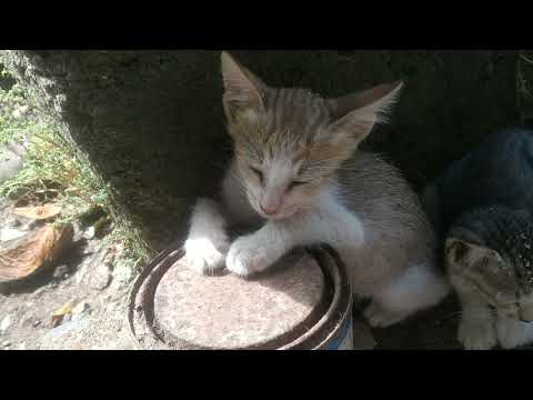 Cats WhatsApp Status/Cat funny video/Cat troll video🐈‍