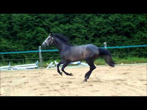 Fidelio  Vingino x Indoctro