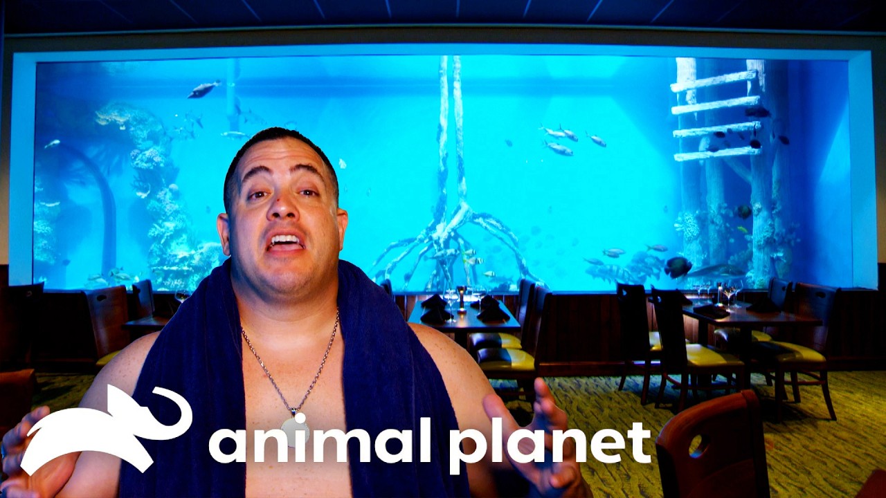 One of ATM's BIGGEST Tanks Ever! | Tanked | Animal Planet