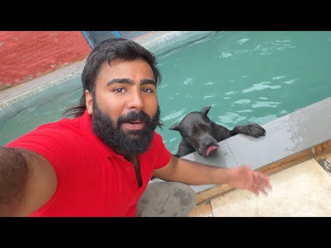 Panther swimming kar raha
