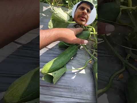 #High# Yield# Variety# Ruchita# Cucumber #good shining and fruits quality