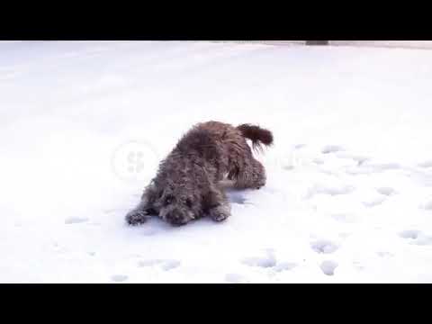 Funny Dog playing and jumping#dog#ice#cute #funnydog