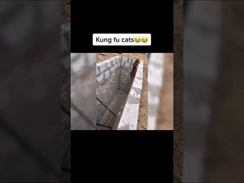 #cat #short Kung fu cat 藍藍#foryou #fyp #fypシ #pets #catsoftiktok #cats #funnyv
