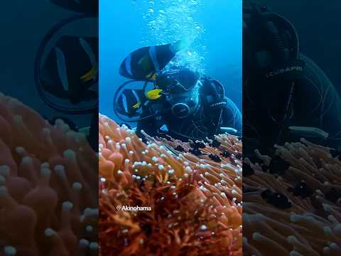 【DISCOVERING TOKYO】Discover the Underwater Wonders of Oshima Island