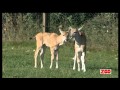 Eland Antilopekalv