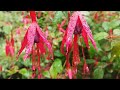 Martin Taylor: Le Jardin Anglais - Spirit of Django